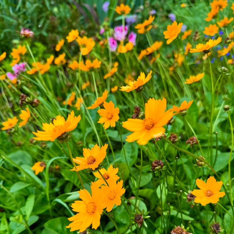 Benefits Of Switching To Sun-Tolerant Natives Benefits Of Switching To Sun-Tolerant Natives