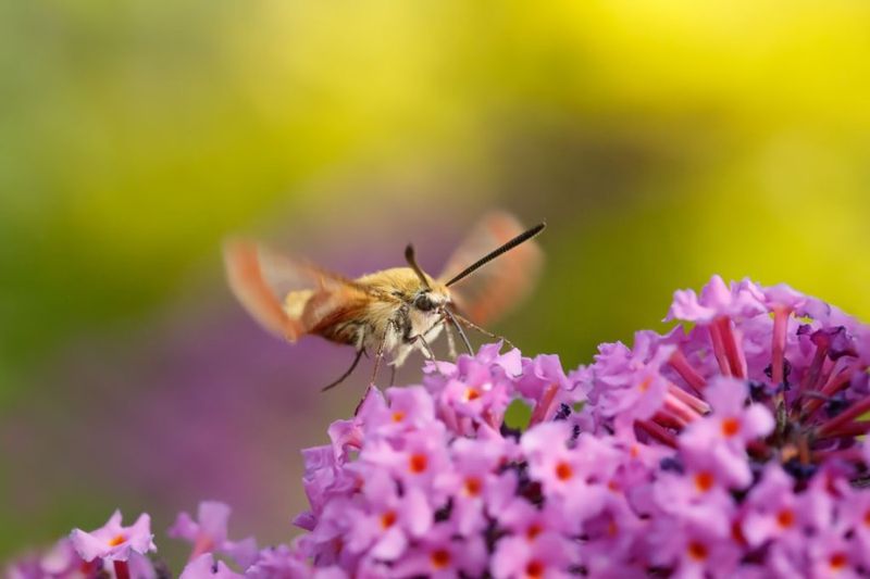 Benefits To Your Garden