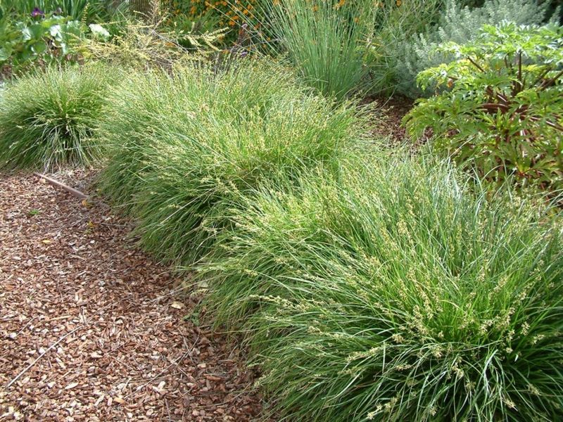 Berkeley Sedge Handles Dry Shade Better Than Liriope Berkeley Sedge Handles Dry Shade Better Than Liriope