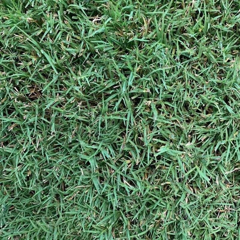 Bermuda Grass Can Look Similar To Local Grass Species Bermuda Grass Can Look Similar To Local Grass Species