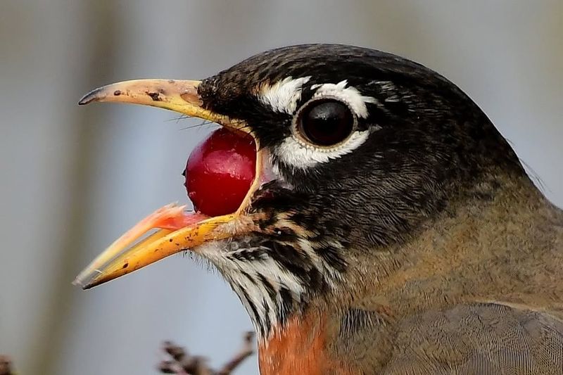 Berries Keep Robins Returning To Your Yard Berries Keep Robins Returning To Your Yard