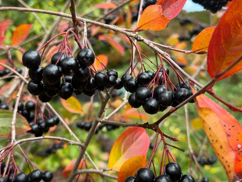 Berries That Beat The Store Every Single Time Berries That Beat The Store Every Single Time