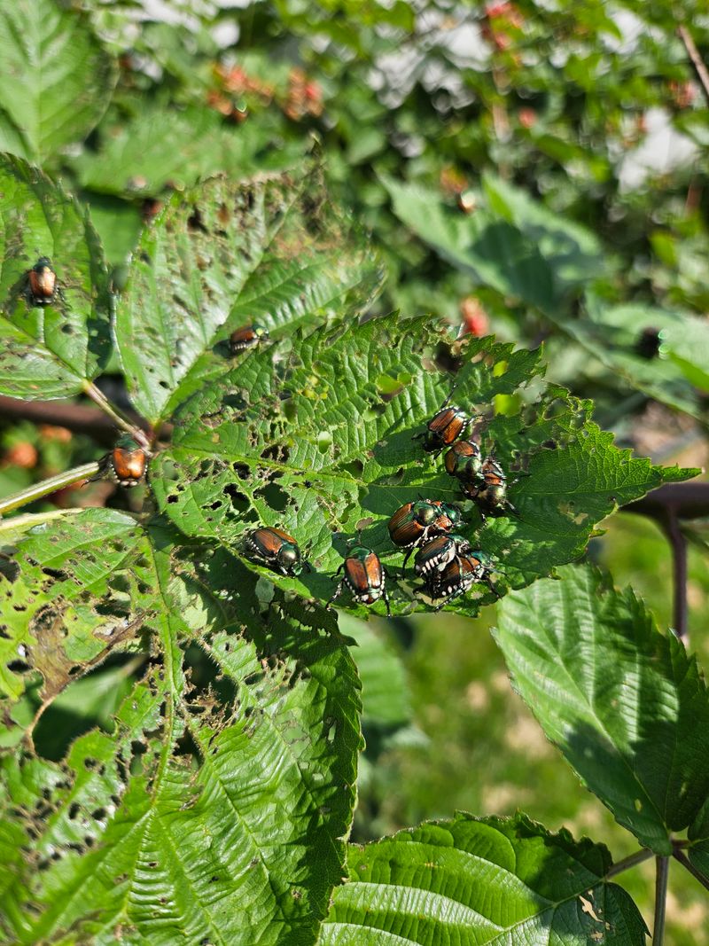Berry Bushes Berry Bushes