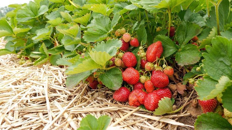 Berry Rows Need Mulch During Fruit Season
