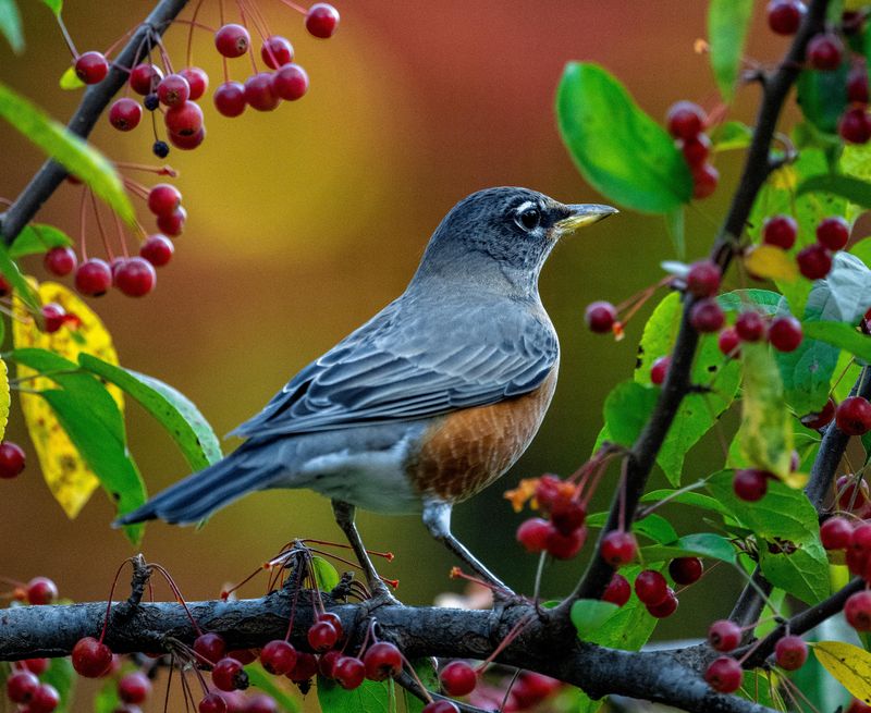 Berry Shrubs Give Robins A Reason To Stay