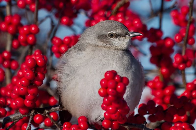 Berry Shrubs Keep Them Visiting Longer