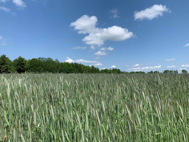 Best Cover Crops For Tennessee's Climate And Soil