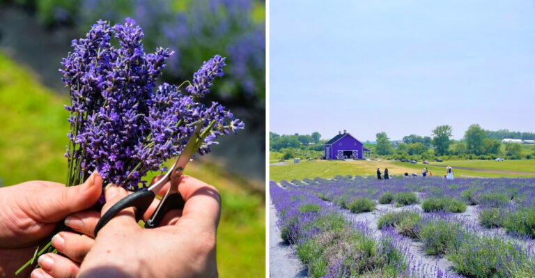 Best Lavender Farms To Visit In Ohio In June And July