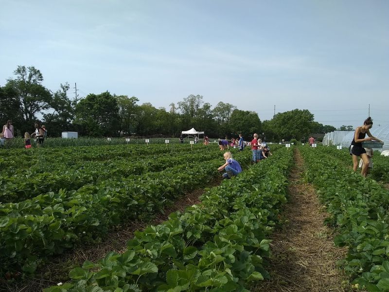Best Pick-Your-Own Berry Farms In Ohio Open Right Now In June