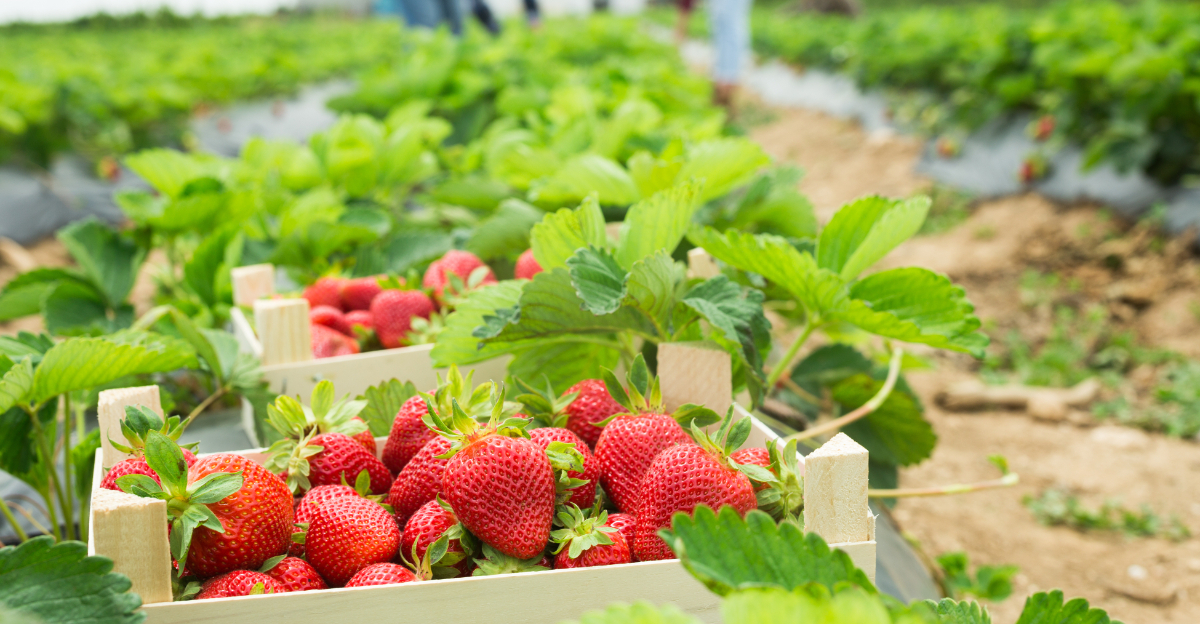strawberry picking