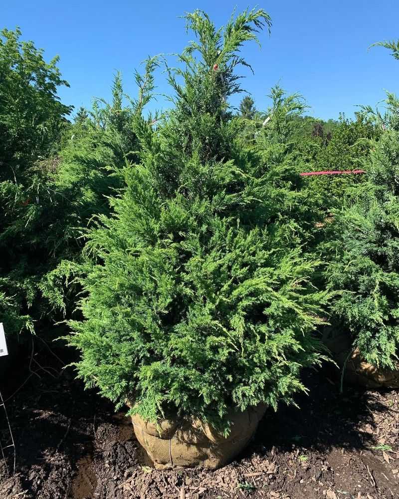 Best Planting Time In New Jersey