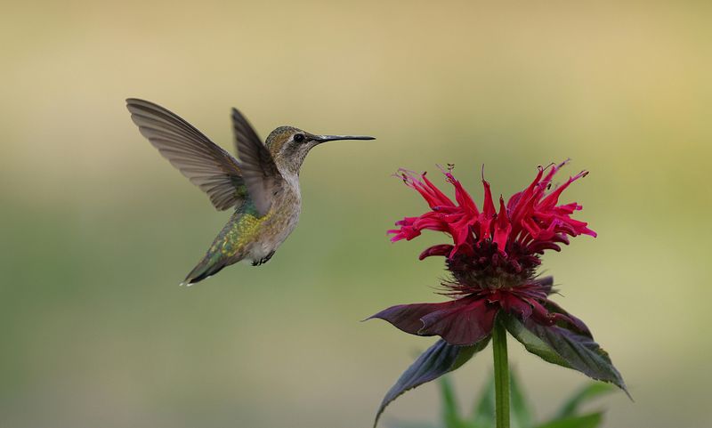 Best Spots In Your Yard For Maximum Hummingbird Action