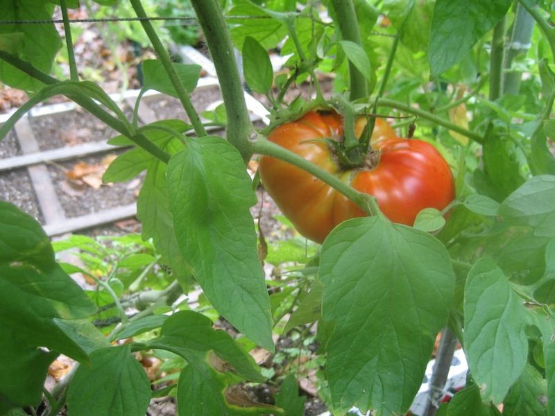Best Tomato Varieties For Indiana's Hot Summers