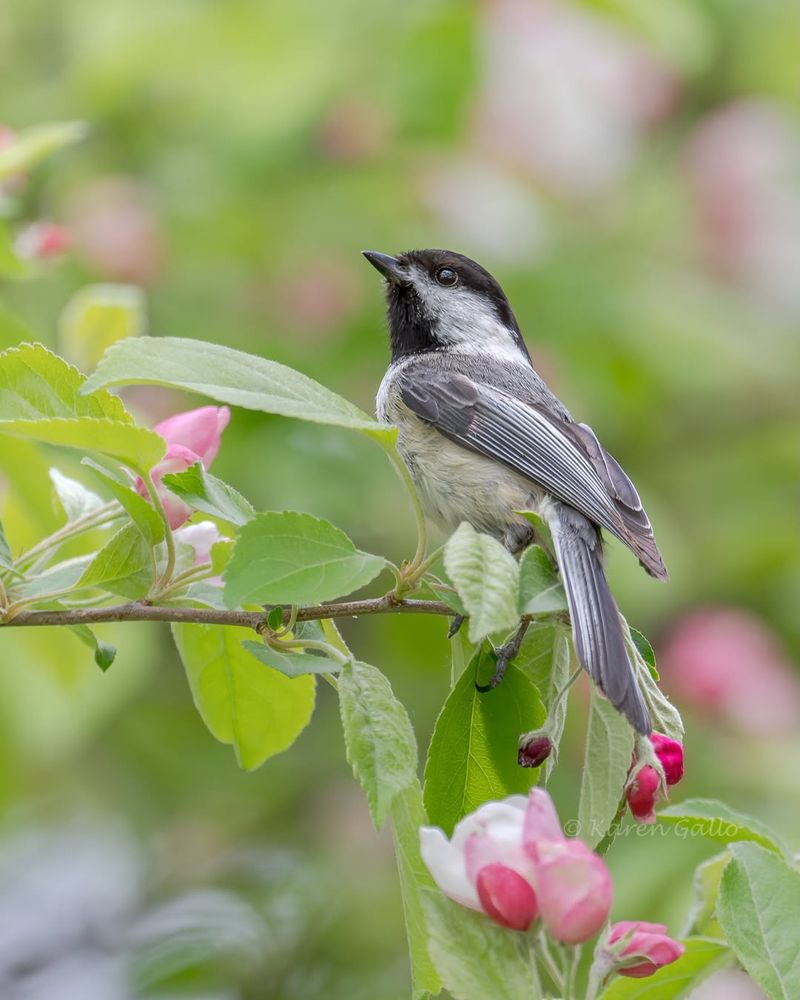 Better Bird Activity Through The Seasons