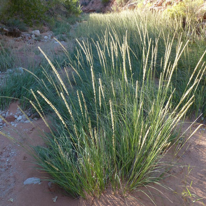 Better Desert Grasses Offer Texture Without The Same Risk