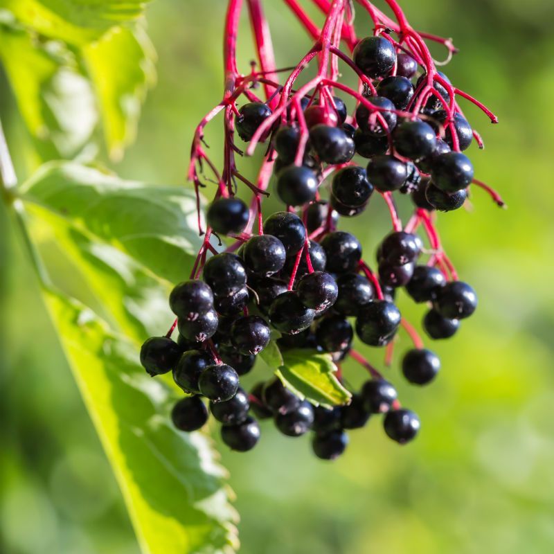 Big Berry Clusters Bring Summer Harvests Big Berry Clusters Bring Summer Harvests