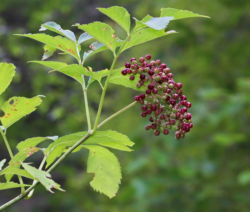 Big Berry Clusters Bring Summer Harvests