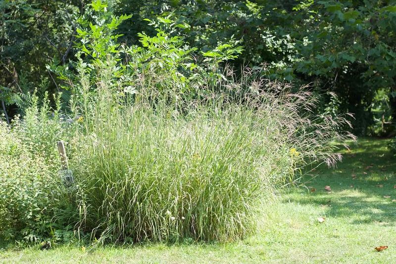 Big Bluestem Big Bluestem
