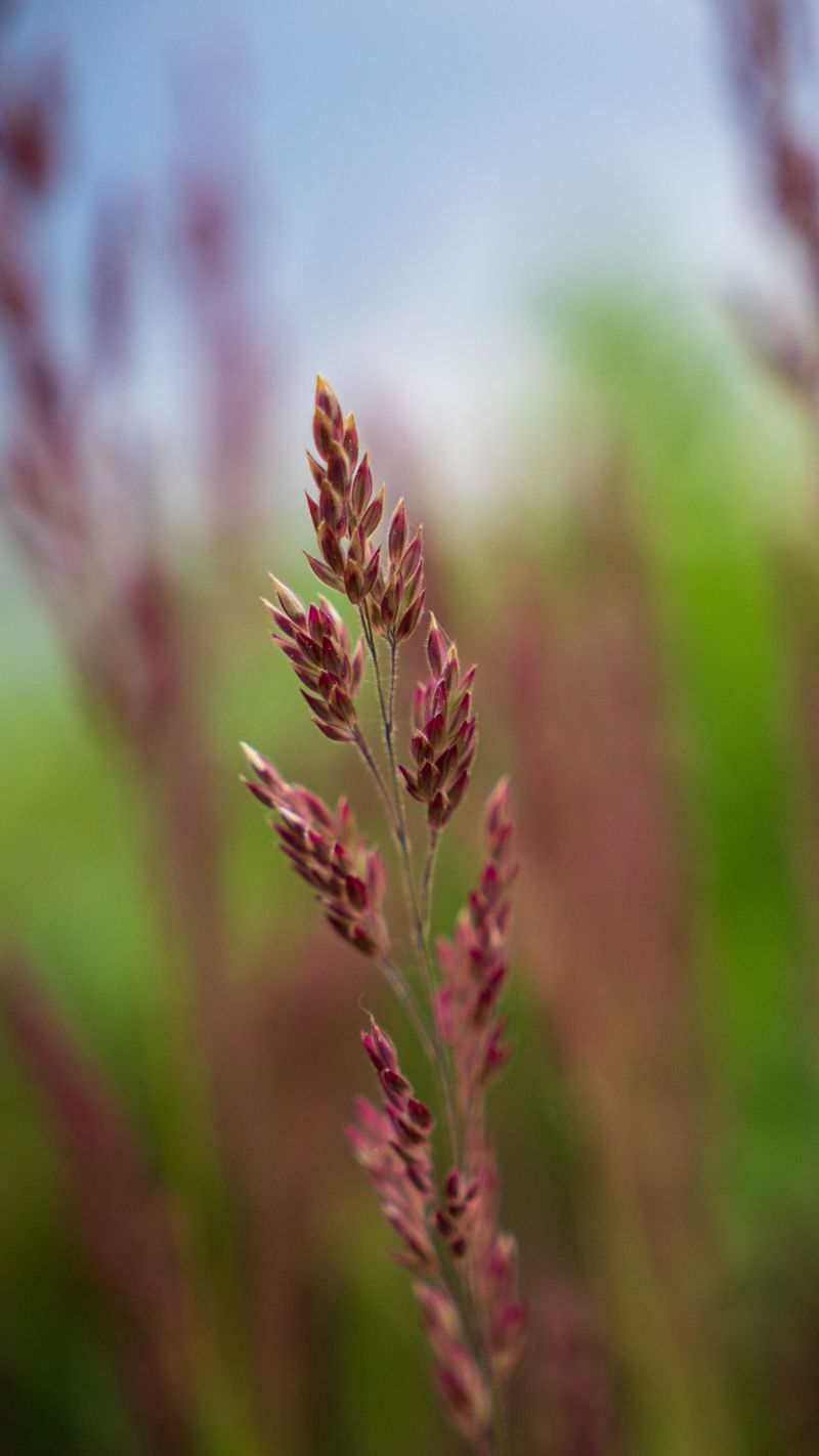 Big Bluestem Big Bluestem