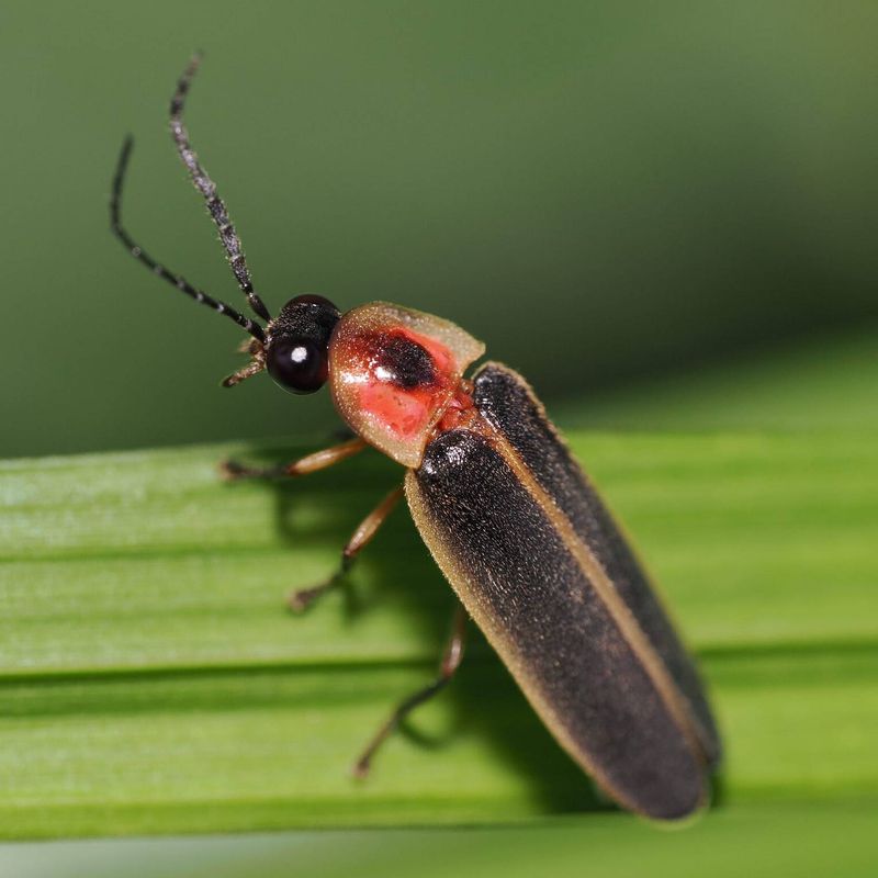 Big Dipper Fireflies Are The Most Likely Backyard Visitors Big Dipper Fireflies Are The Most Likely Backyard Visitors