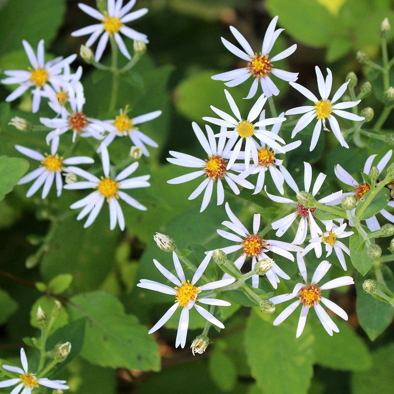 Big-Leaf Aster Big-Leaf Aster