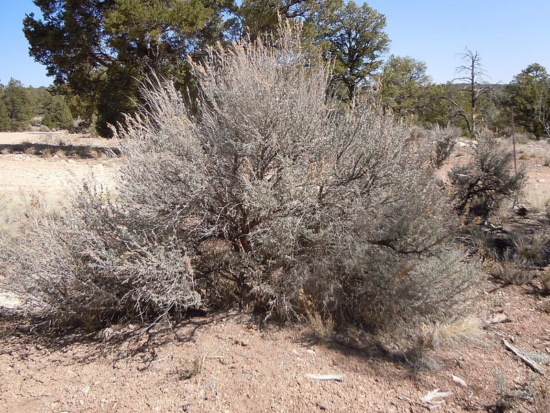 Big Sagebrush (Artemisia Tridentata Wyomingensis)