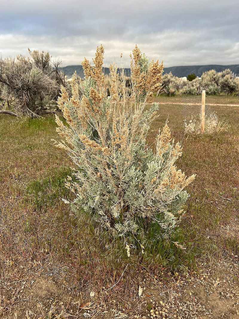 Big Sagebrush (Artemisia Tridentata) Big Sagebrush (Artemisia Tridentata)