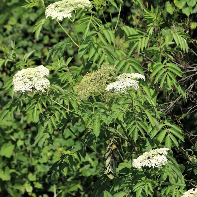 Big White Flowers Feed Pollinators Before Berries Arrive