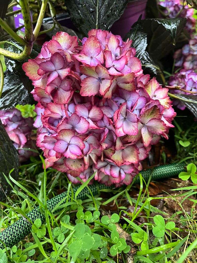 Bigleaf Hydrangeas Need Careful Summer Cuts Bigleaf Hydrangeas Need Careful Summer Cuts