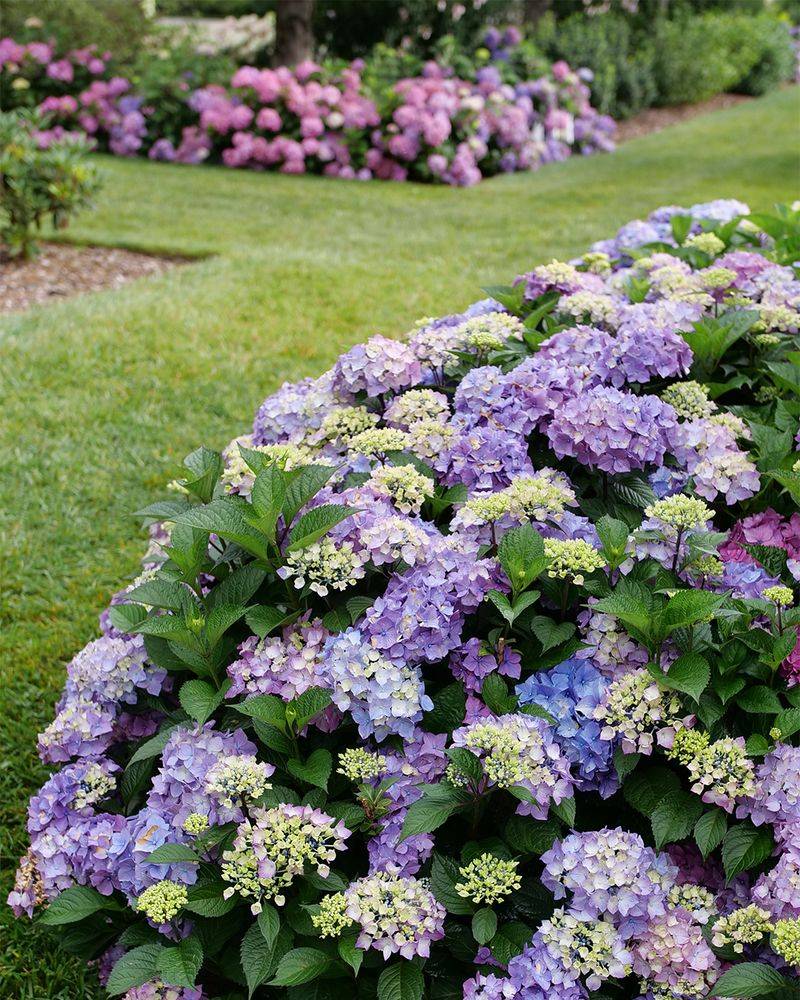 Bigleaf Hydrangeas Need Their Existing Stems For Future Flowers Bigleaf Hydrangeas Need Their Existing Stems For Future Flowers