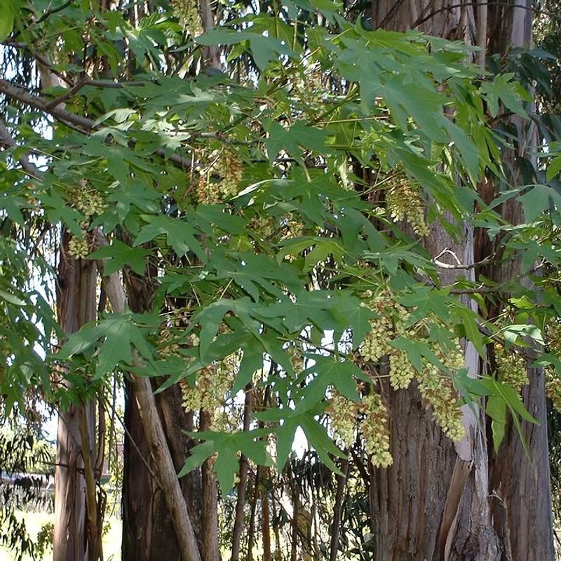 Bigleaf Maple Works Best Where There Is Room To Space It