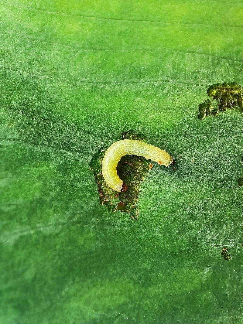 Billbug Larvae