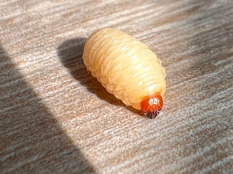 Billbug Larvae Billbug Larvae