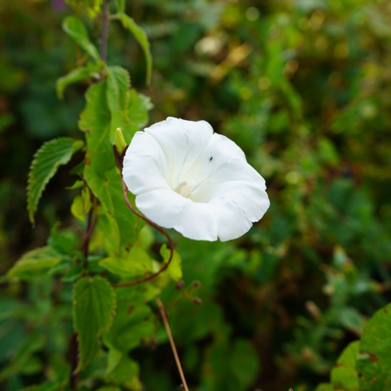 Bindweed