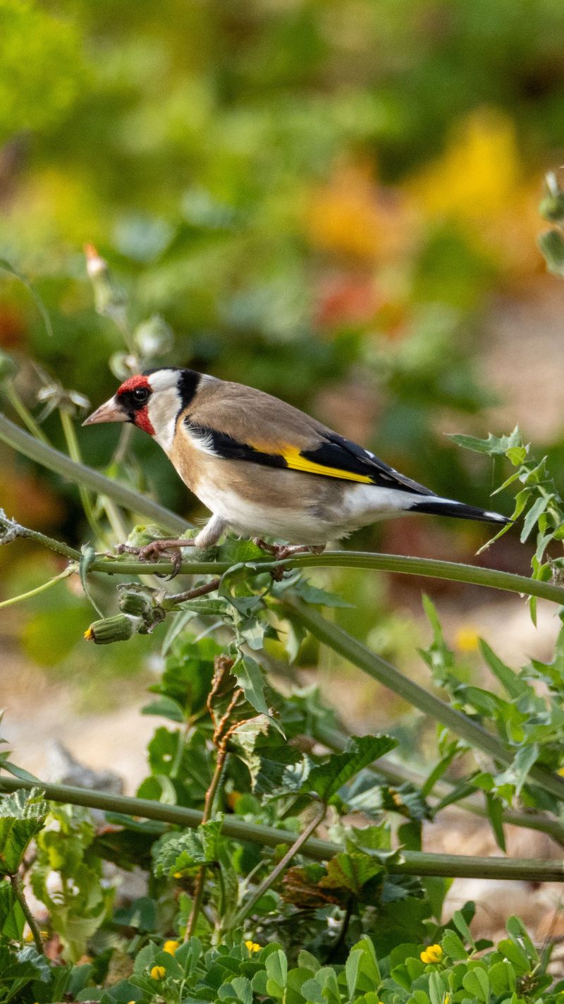 Biodiversity Is Increasing Biodiversity Is Increasing