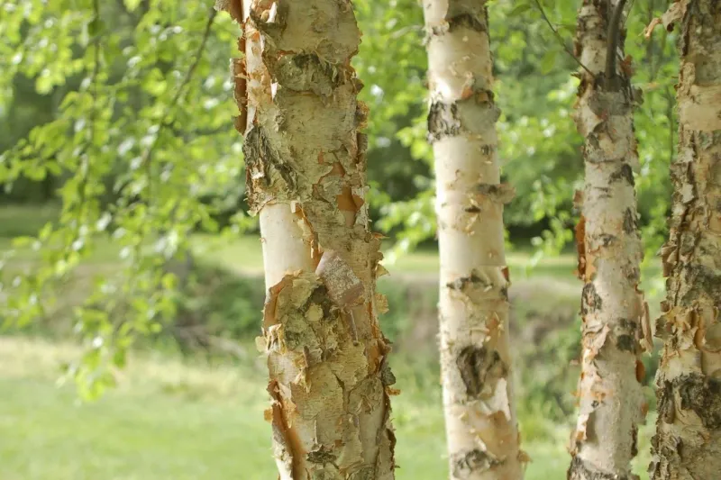 Birch (Betula Spp.) Birch (Betula Spp.)