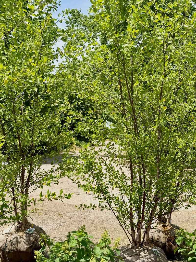 Birch Trees Birch Trees
