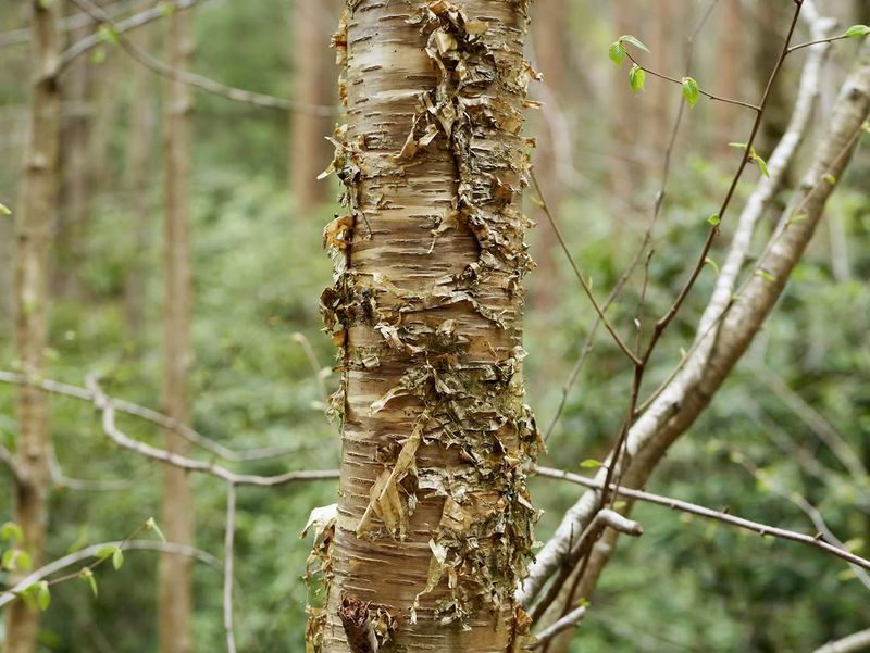 Birch