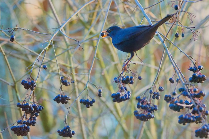 Bird-Attracting Berries