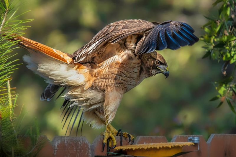 Bird Feeders And Compost Bins Attract The Prey Hawks Need Bird Feeders And Compost Bins Attract The Prey Hawks Need