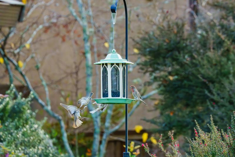 Bird Feeders And Gardens Offer Easy Meals