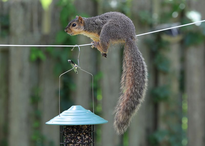 Bird Feeders And The Rodents They Attract Bird Feeders And The Rodents They Attract