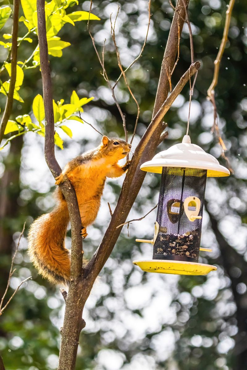 Bird Feeders Attract Animals That Ticks Ride In On Bird Feeders Attract Animals That Ticks Ride In On