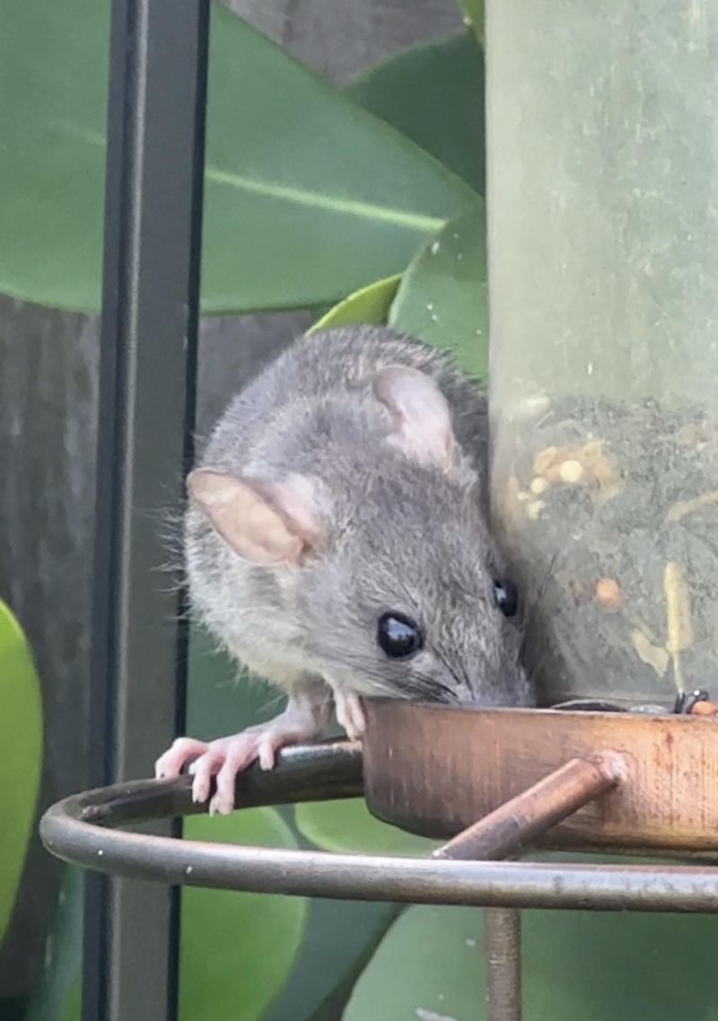Bird Feeders Can Attract More Rat Activity