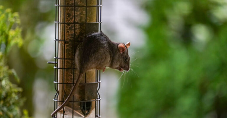 Bird Feeders Can Bring Rats To Oregon Yards And Here’s What Really Causes The Problem