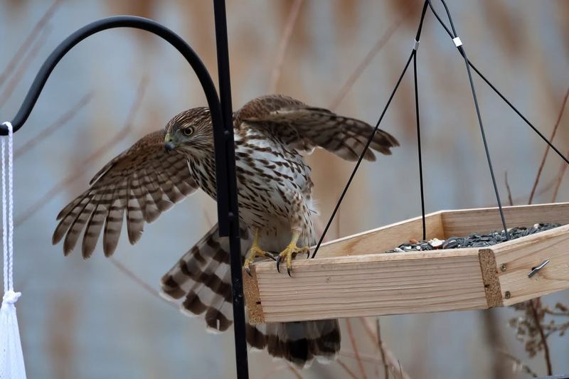 Bird Feeders Can Indirectly Attract Hawks