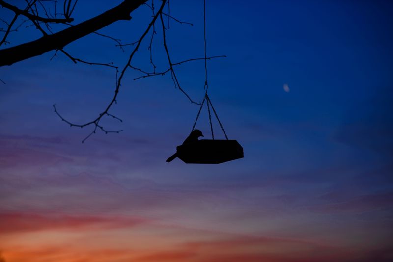 Bird Feeders Left Full And Accessible After Dark Bird Feeders Left Full And Accessible After Dark