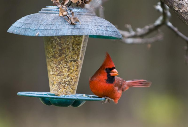 Bird Feeders May Be Encouraging Repeat Visits Bird Feeders May Be Encouraging Repeat Visits
