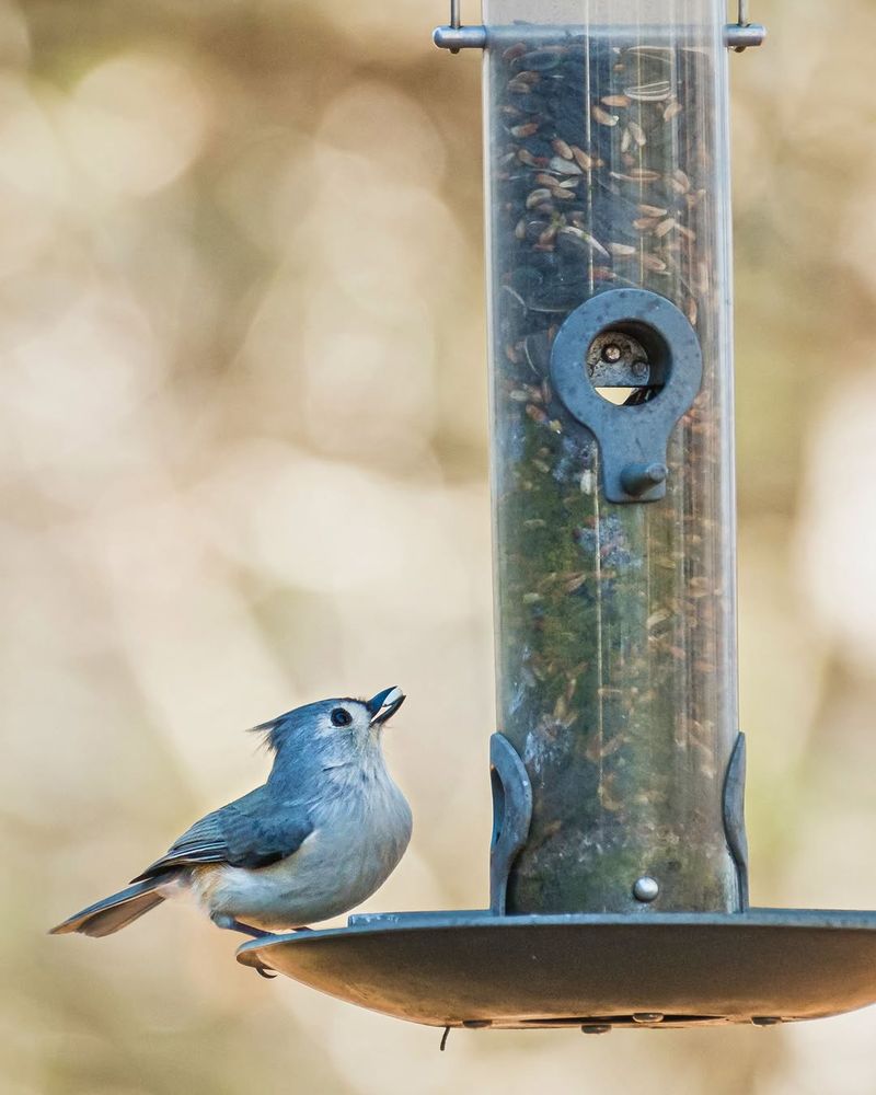 Bird Feeders That Bring Many Small Birds Together