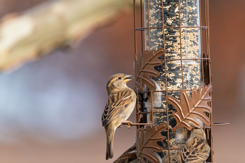 Bird Feeders